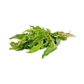 Kobylak korzen 1kg Zielnik Jagi.jpg