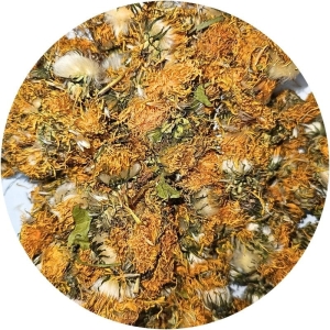 Mniszek lekarski kwiat