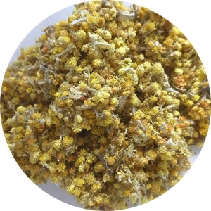 Kocanka piaskowa kwiat 