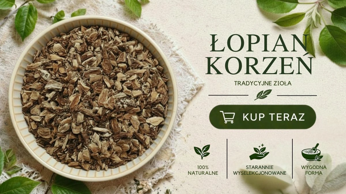 łopian korzeń