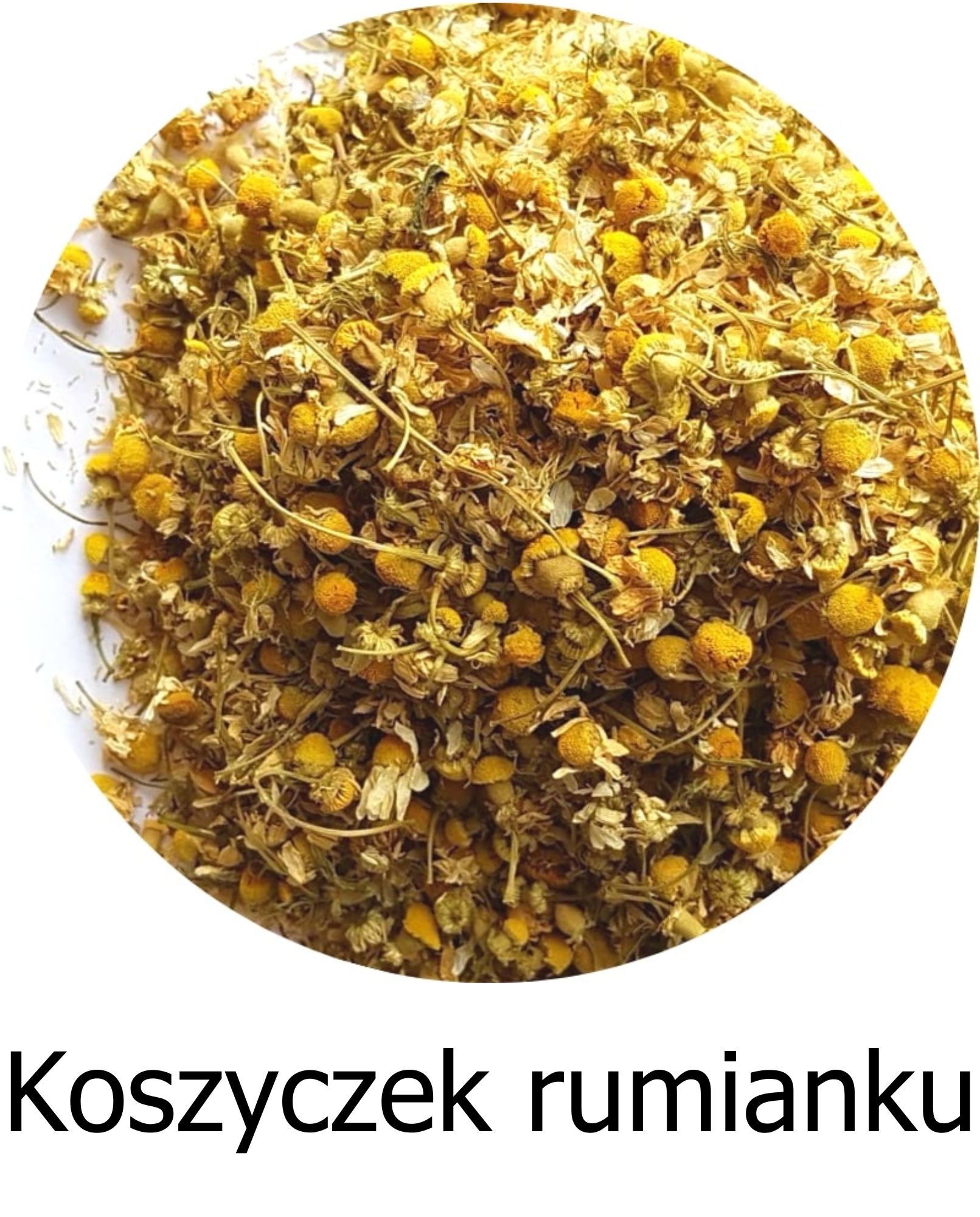 Koszyczek rumianku pospolitego (Matricaria chamomilla) w pełnym rozkwicie, z charakterystycznymi białymi płatkami i żółtym środkiem, sfotografowany z bliska