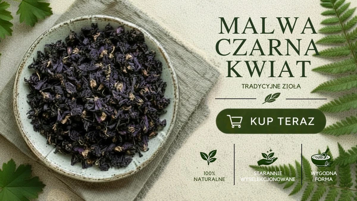 malwa czarna kwiat
