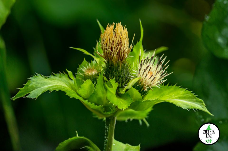 Czarcie żebro do kąpieli. Właściwości ostrożenia warzywnego